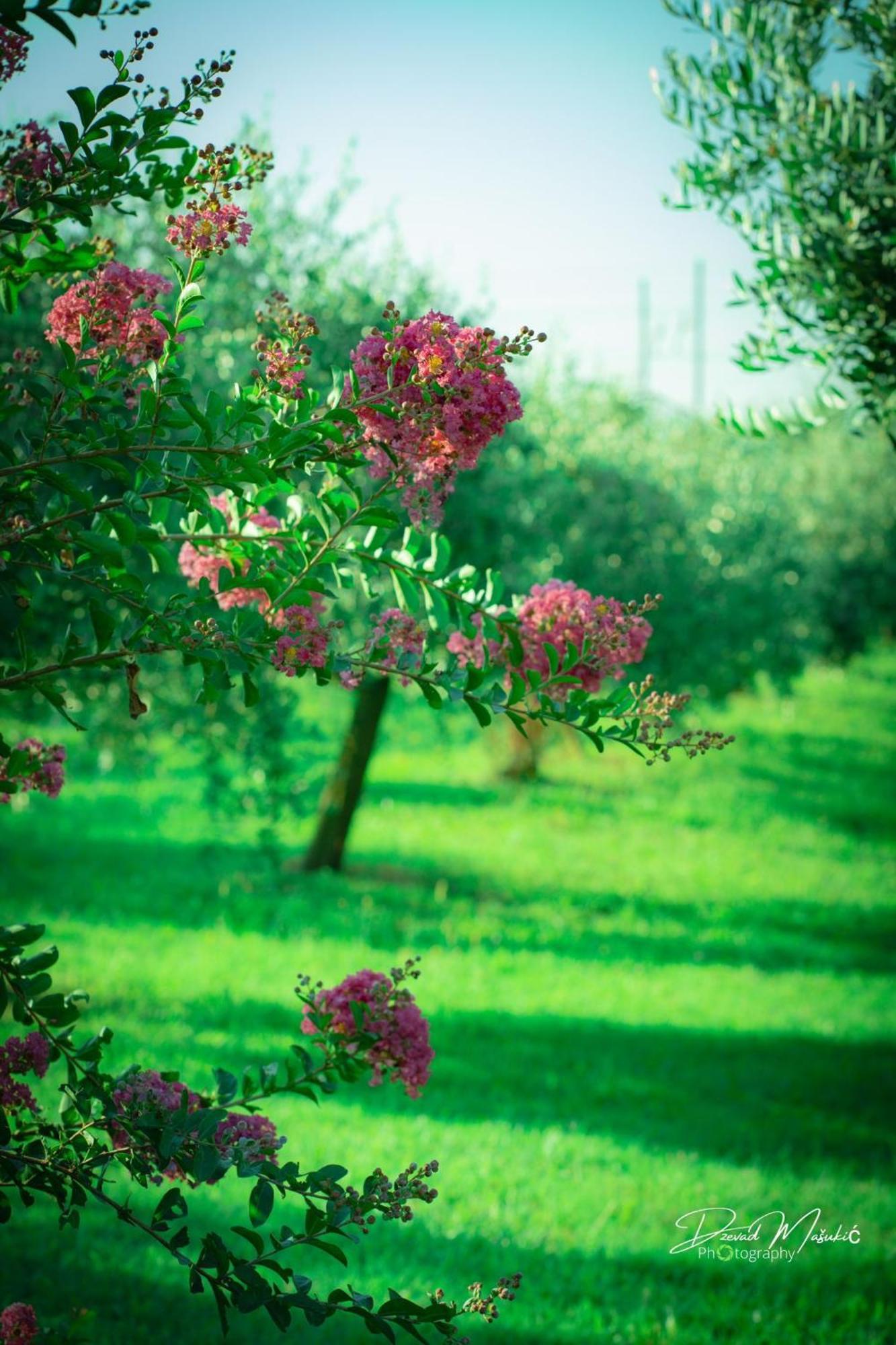 Вілла Agriturismo Olistella Palazzolo dello Stella Екстер'єр фото